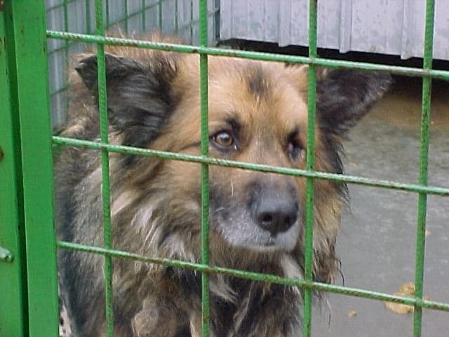 Foto di Otto